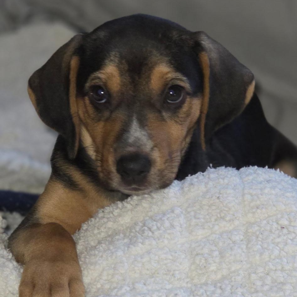 Janis Joplin, an adopted mixed breed in Richmond, VA image 4/6