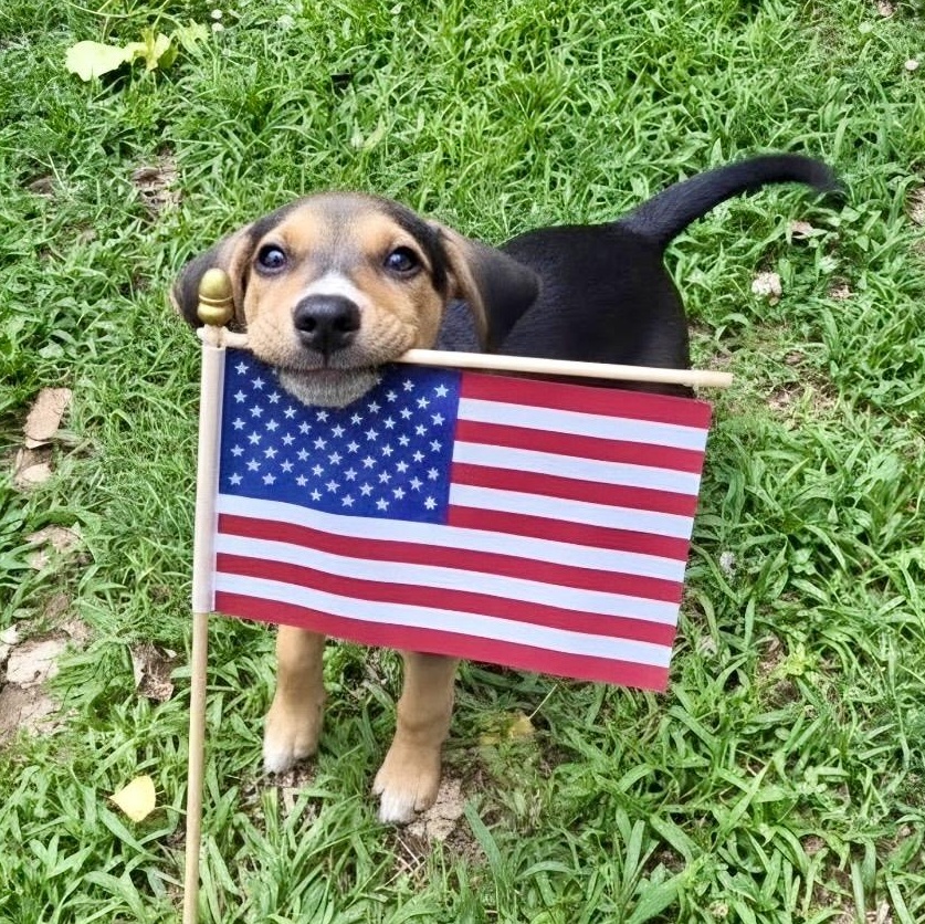 Janis Joplin, an adopted mixed breed in Richmond, VA image 1/6