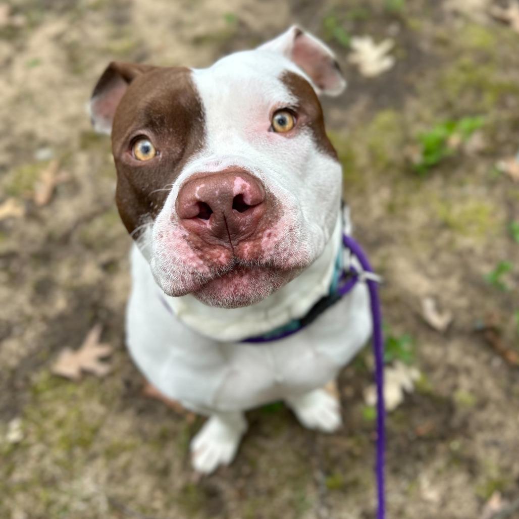 McGee, Adoptable, Adult Male American Staffordshire Terrier.