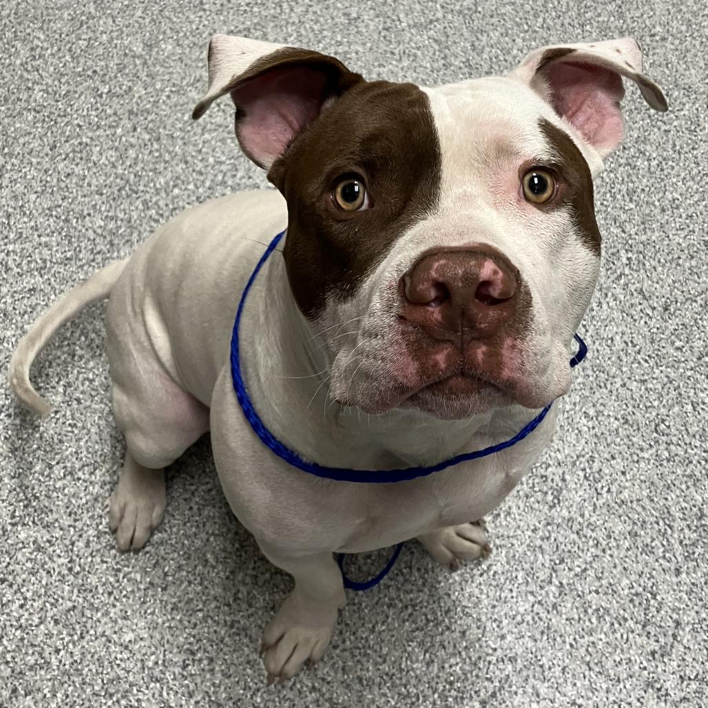 Enlarge McGee, a Adoptable American Staffordshire Terrier in Grand Rapids, MI image 1/4