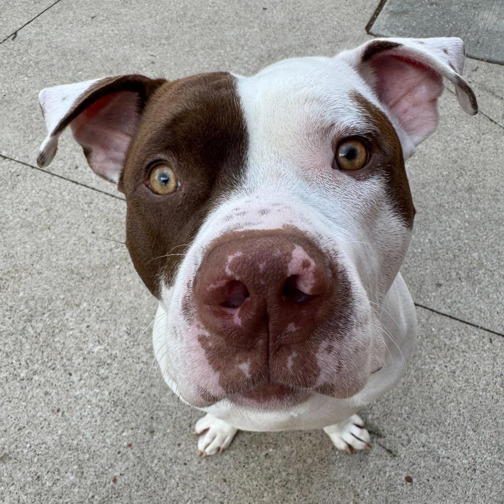 Enlarge McGee, a Adoptable American Staffordshire Terrier in Grand Rapids, MI image 2/4