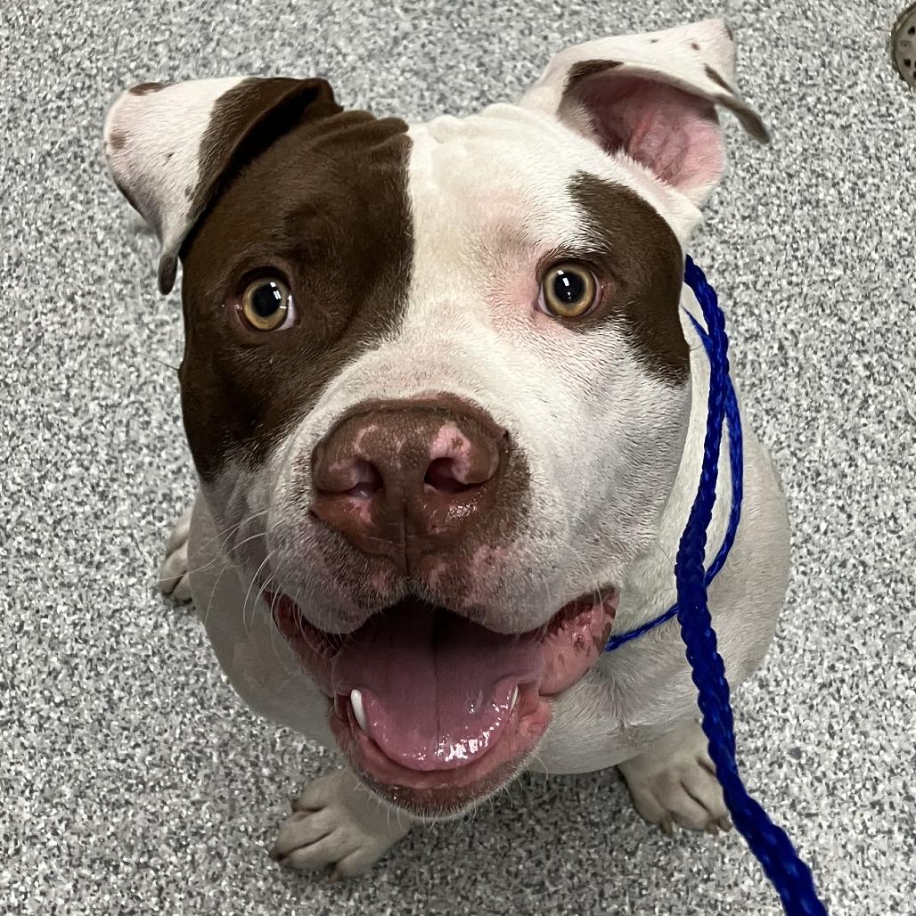 Enlarge McGee, a Adoptable American Staffordshire Terrier in Grand Rapids, MI image 3/4