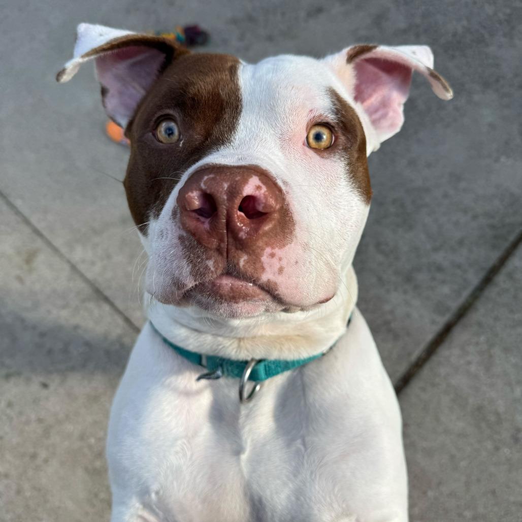 Enlarge McGee, a Adoptable American Staffordshire Terrier in Grand Rapids, MI image 4/4