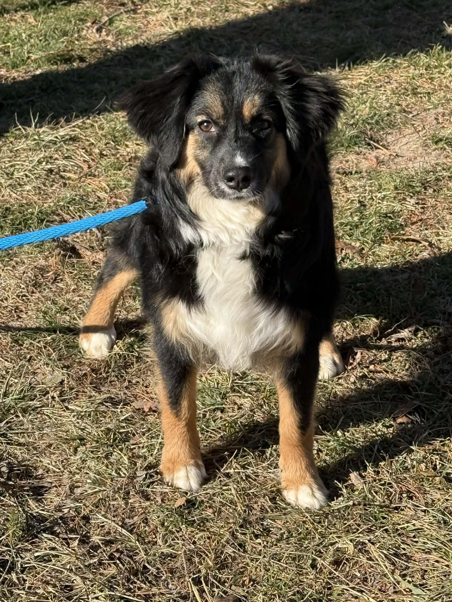 Millie, an adopted mixed breed in Springfield, IL image 2/2