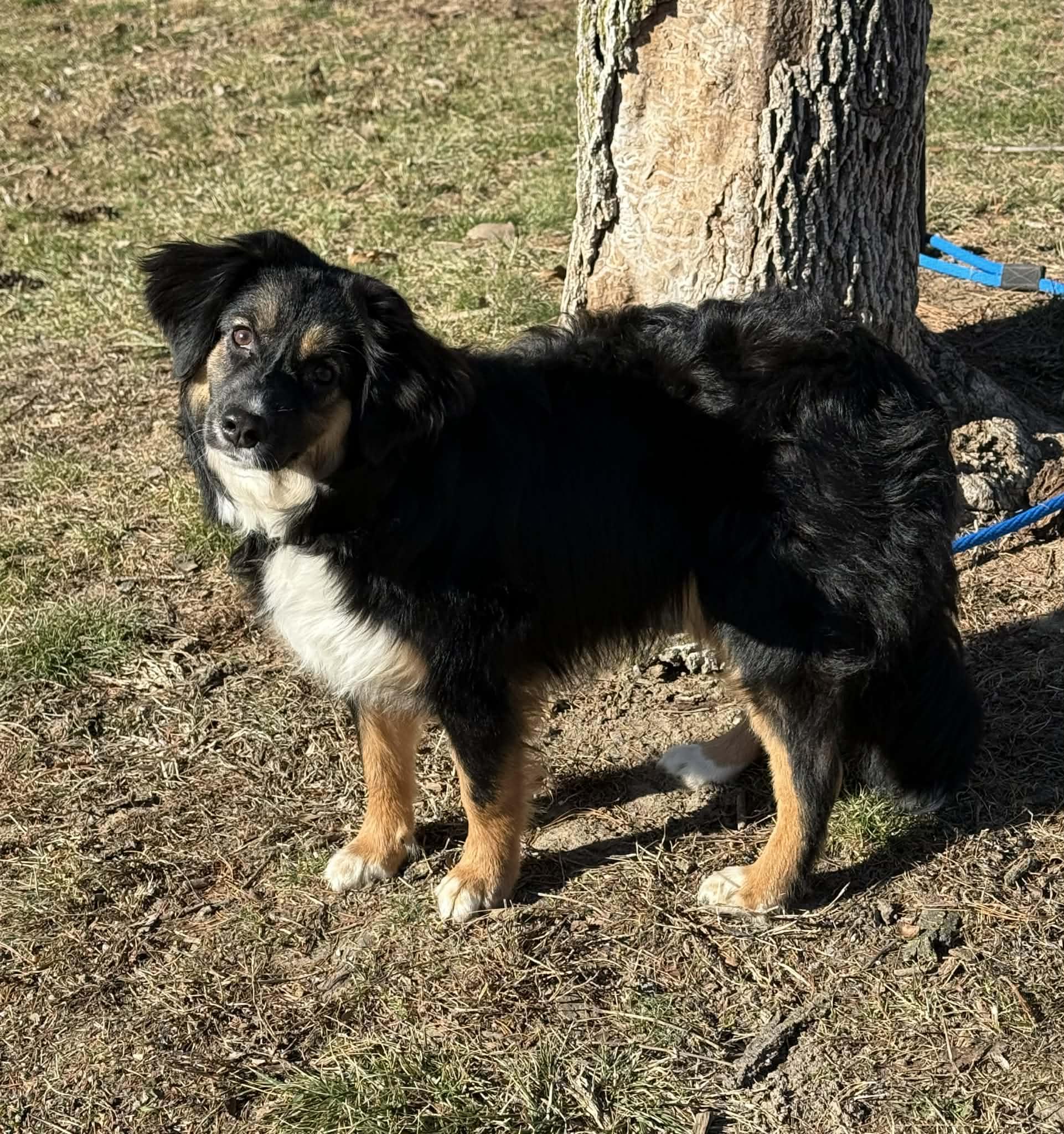 Millie, adopted, Young Female Australian Shepherd.