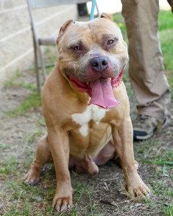 DI 89 Doubie HHS RRP, Adoptable, Adult Male Pit Bull Terrier.