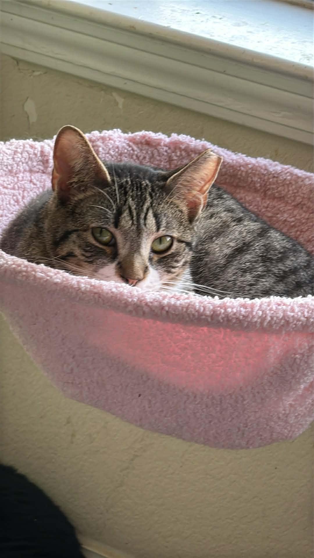 Enlarge Jack, a ADOPTABLE Domestic Short Hair in Charlotte, NC image 3/6