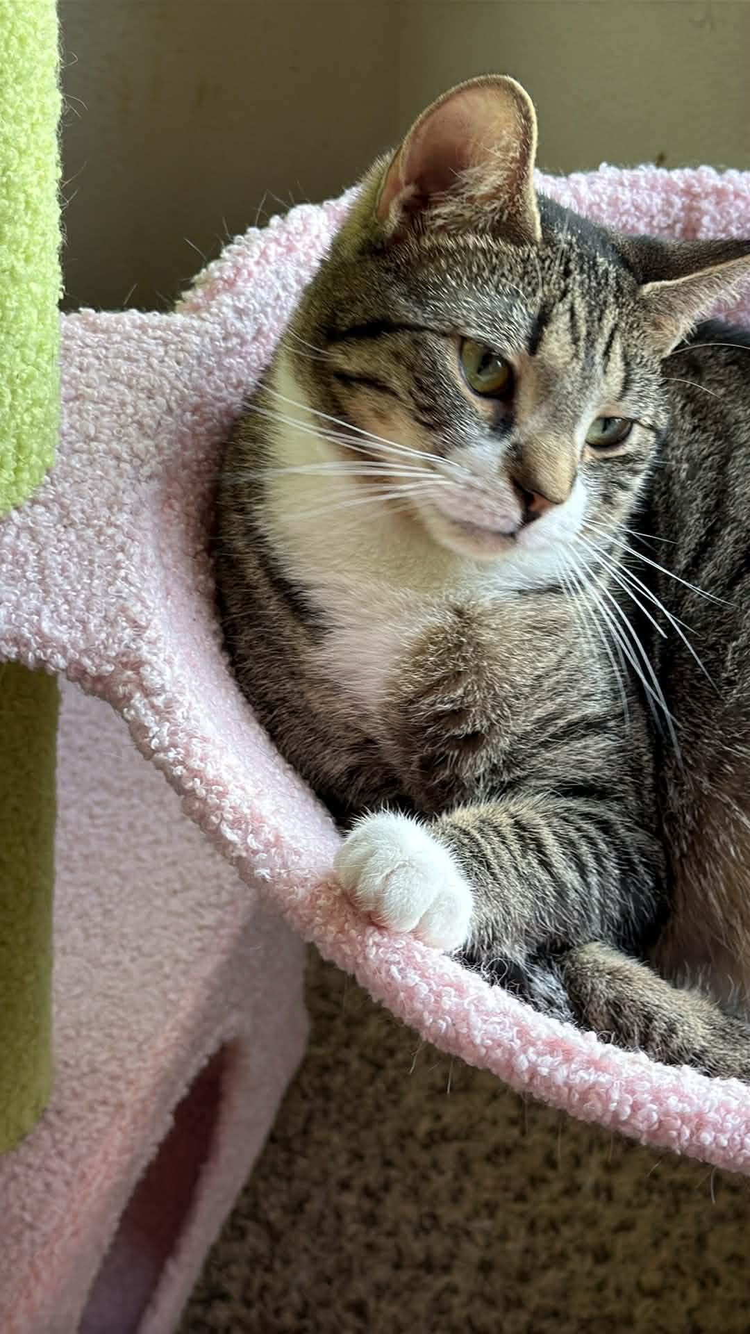 Enlarge Jack, a ADOPTABLE Domestic Short Hair in Charlotte, NC image 4/6