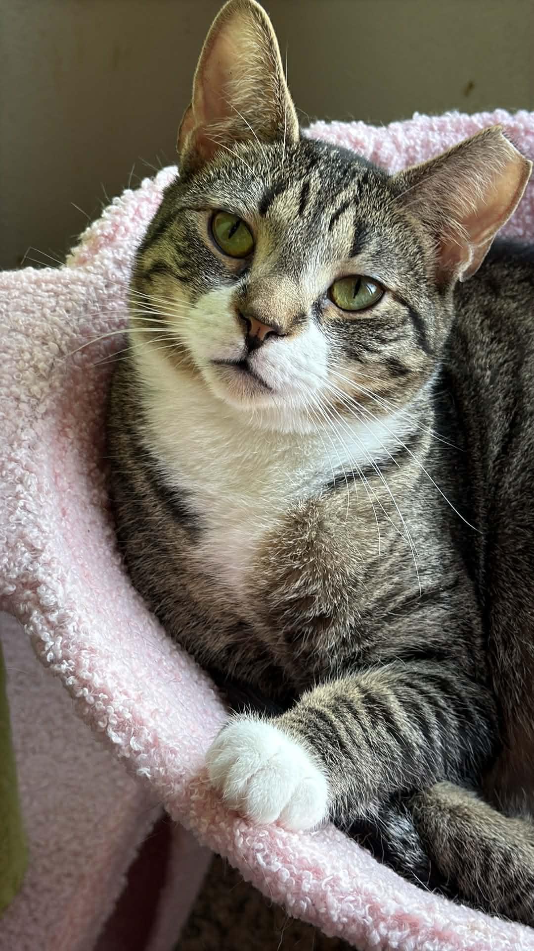 Enlarge Jack, a ADOPTABLE Domestic Short Hair in Charlotte, NC image 2/6