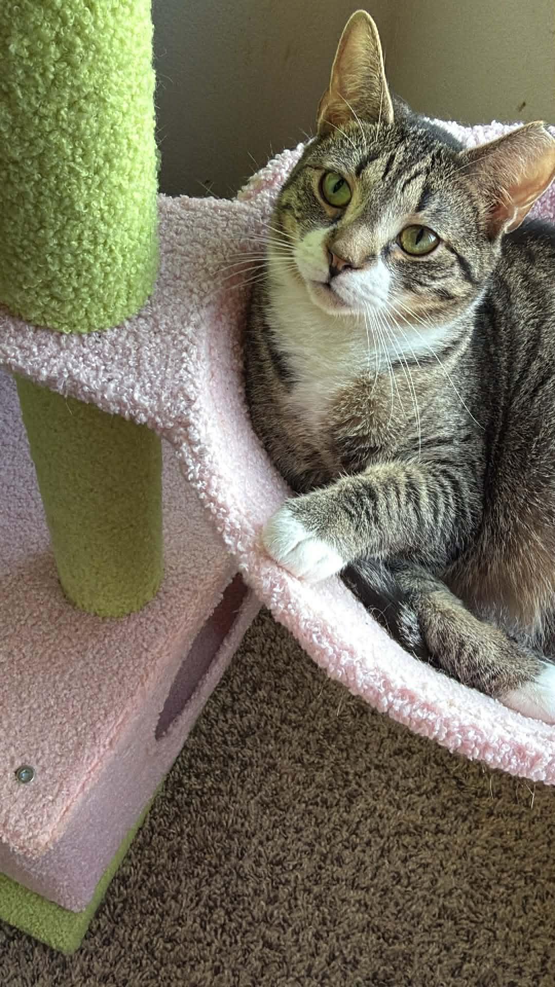 Enlarge Jack, a ADOPTABLE Domestic Short Hair in Charlotte, NC image 1/6