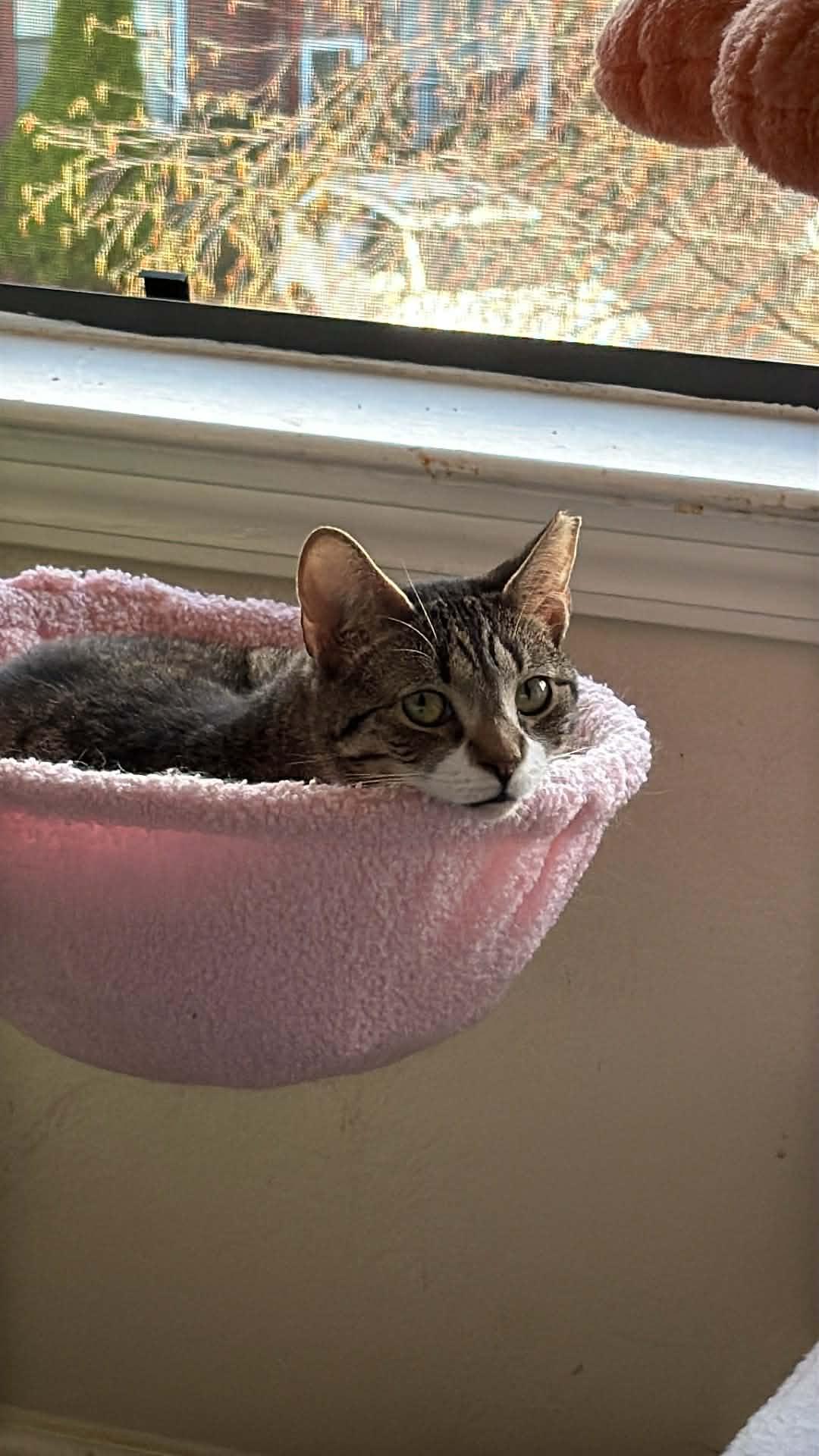 Enlarge Jack, a ADOPTABLE Domestic Short Hair in Charlotte, NC image 6/6