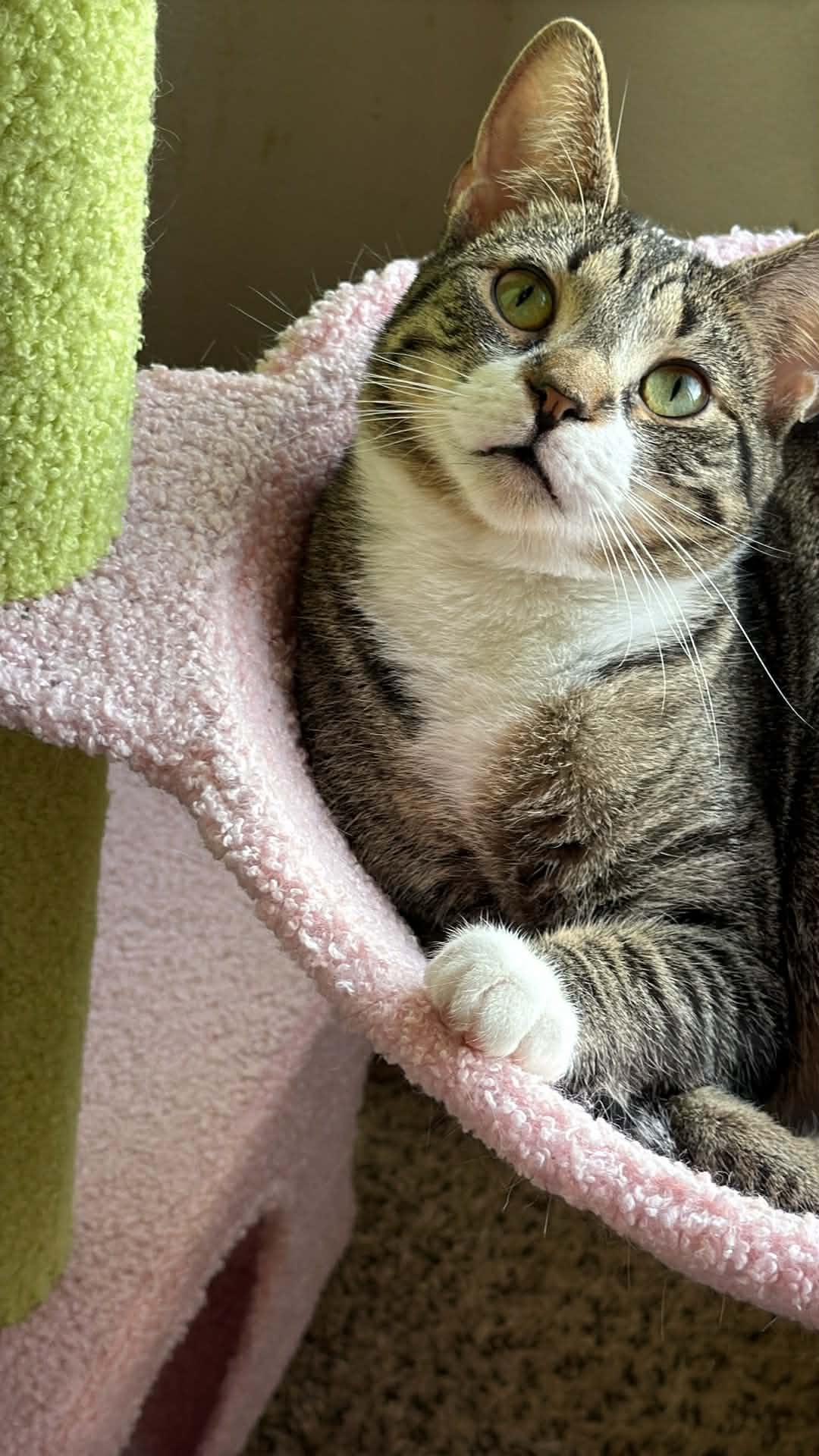 Enlarge Jack, a ADOPTABLE Domestic Short Hair in Charlotte, NC image 5/6