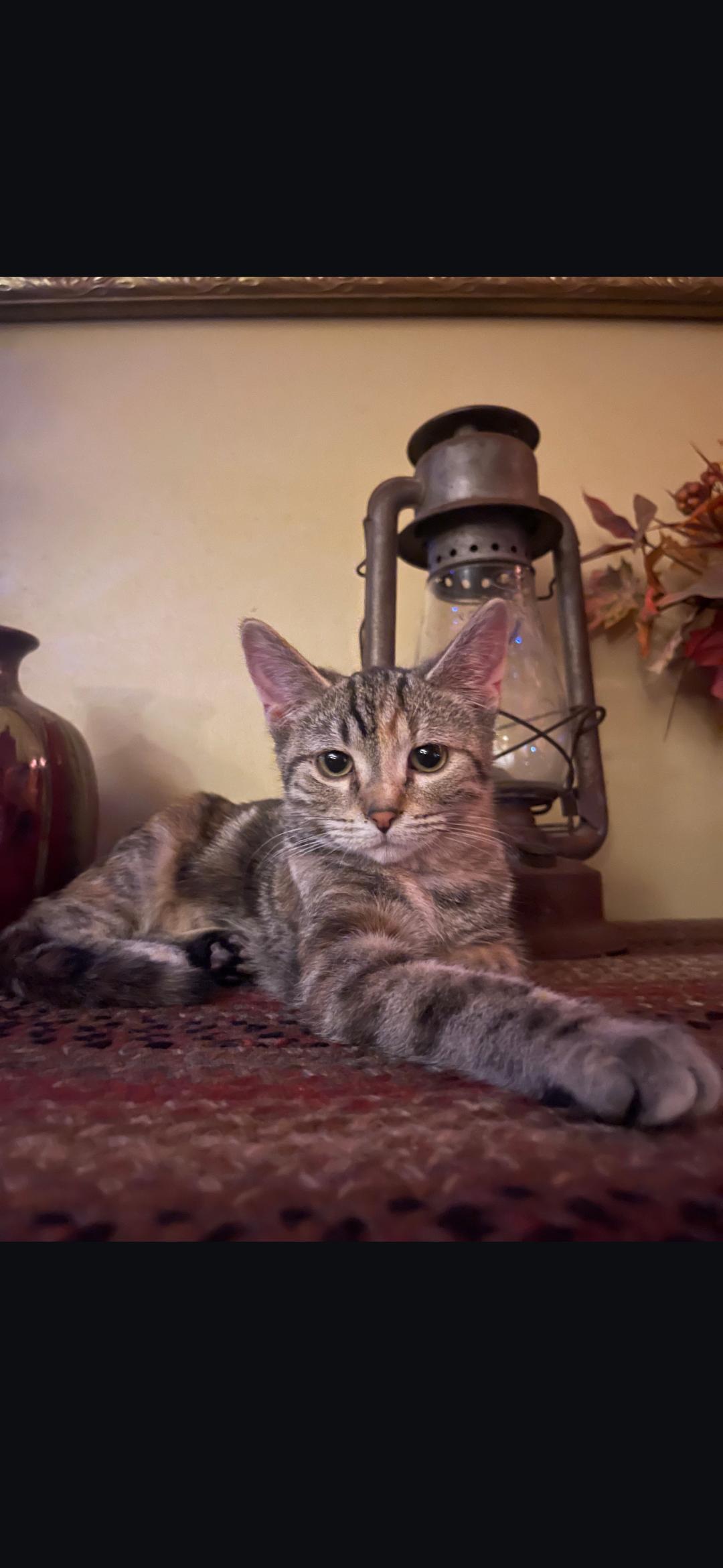 Enlarge Gabby, a ADOPTABLE Domestic Short Hair in Medford, WI image 1/2