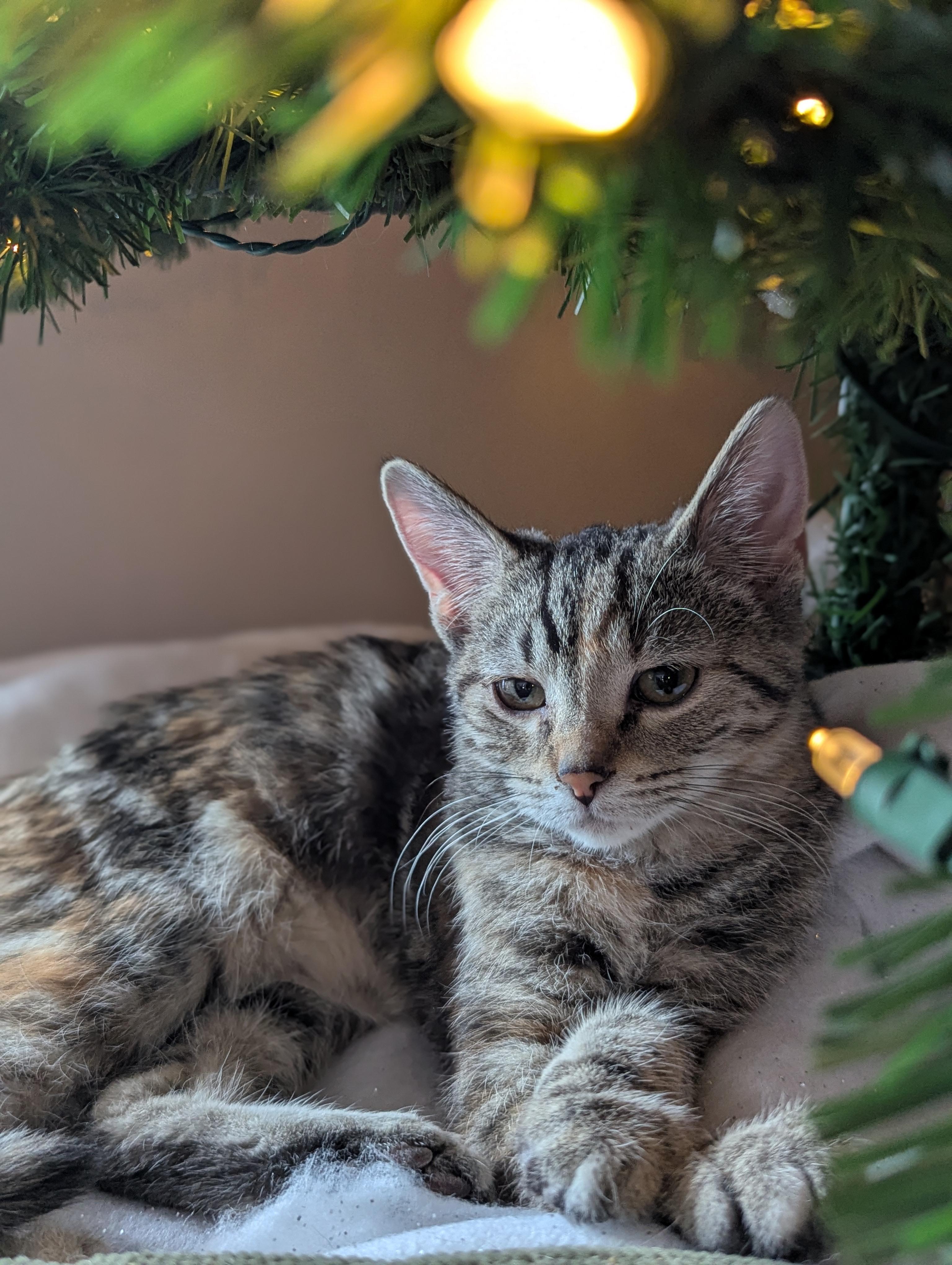 Enlarge Gabby, a ADOPTABLE Domestic Short Hair in Medford, WI image 2/2