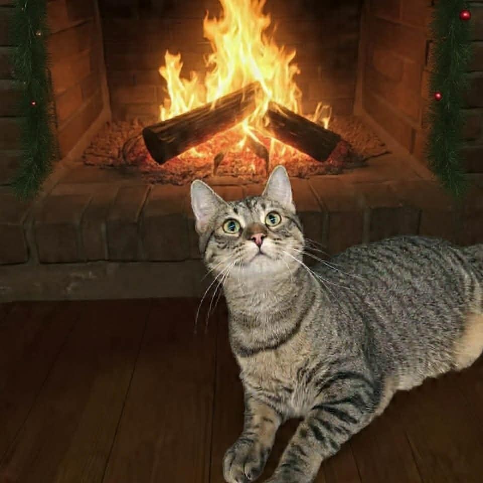 SCRUMPTIOUS CORN ROLLS - FFPR, adoptable, Adult Female Tabby & Domestic Short Hair.