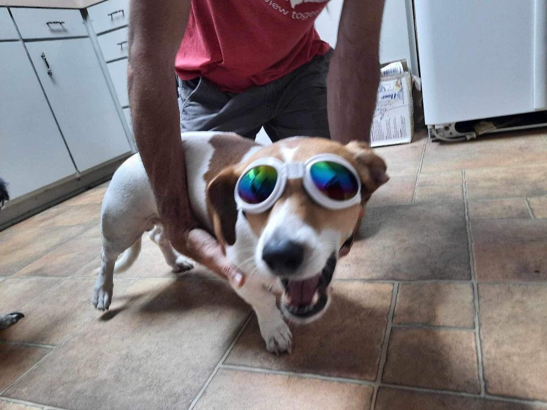Buster Brown AKA BooBoo (20230723-02), an adoptable Dachshund, Beagle in Welland, ON, L3B 3X4 | Photo Image 2