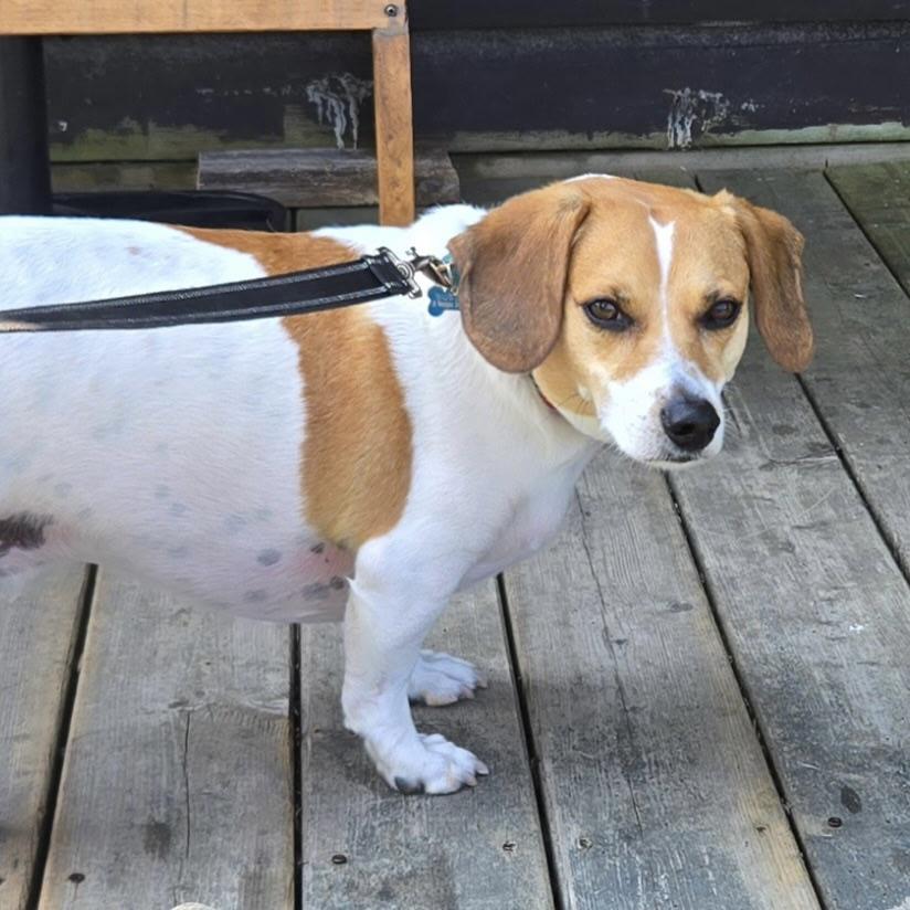 Buster Brown AKA BooBoo (20230723-02), an adoptable Dachshund, Beagle in Welland, ON, L3B 3X4 | Photo Image 4