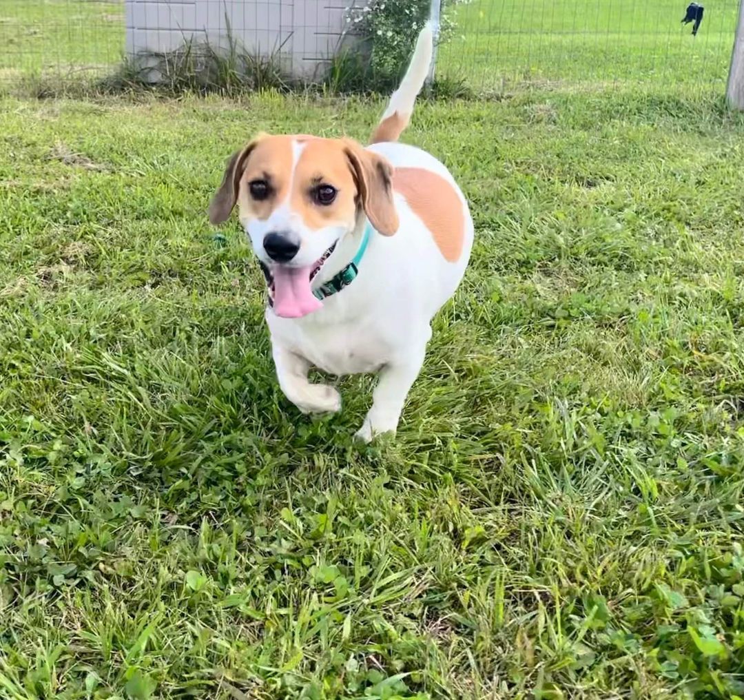 Buster Brown AKA BooBoo (20230723-02), an adoptable Dachshund, Beagle in Welland, ON, L3B 3X4 | Photo Image 3