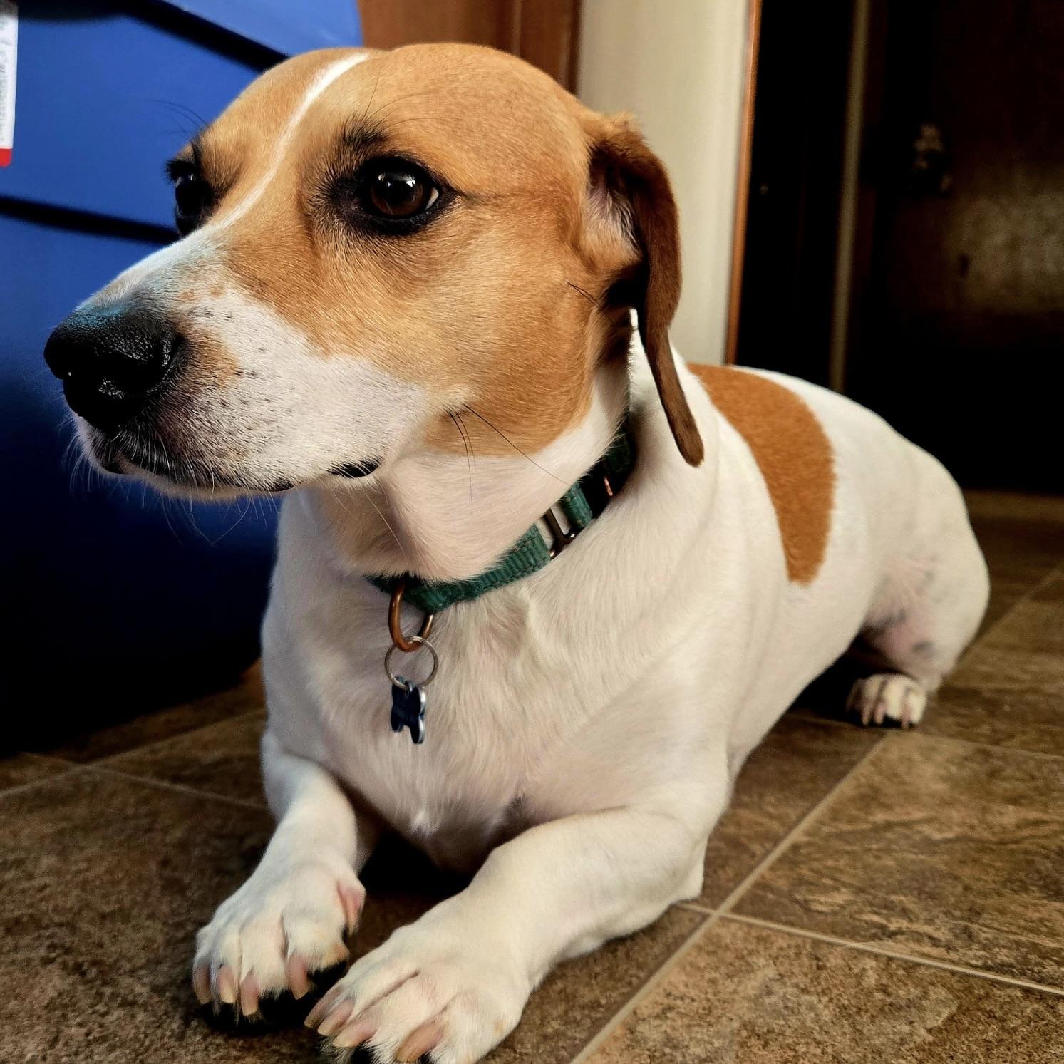 Buster Brown AKA BooBoo (20230723-02), an adoptable Dachshund, Beagle in Welland, ON, L3B 3X4 | Photo Image 5