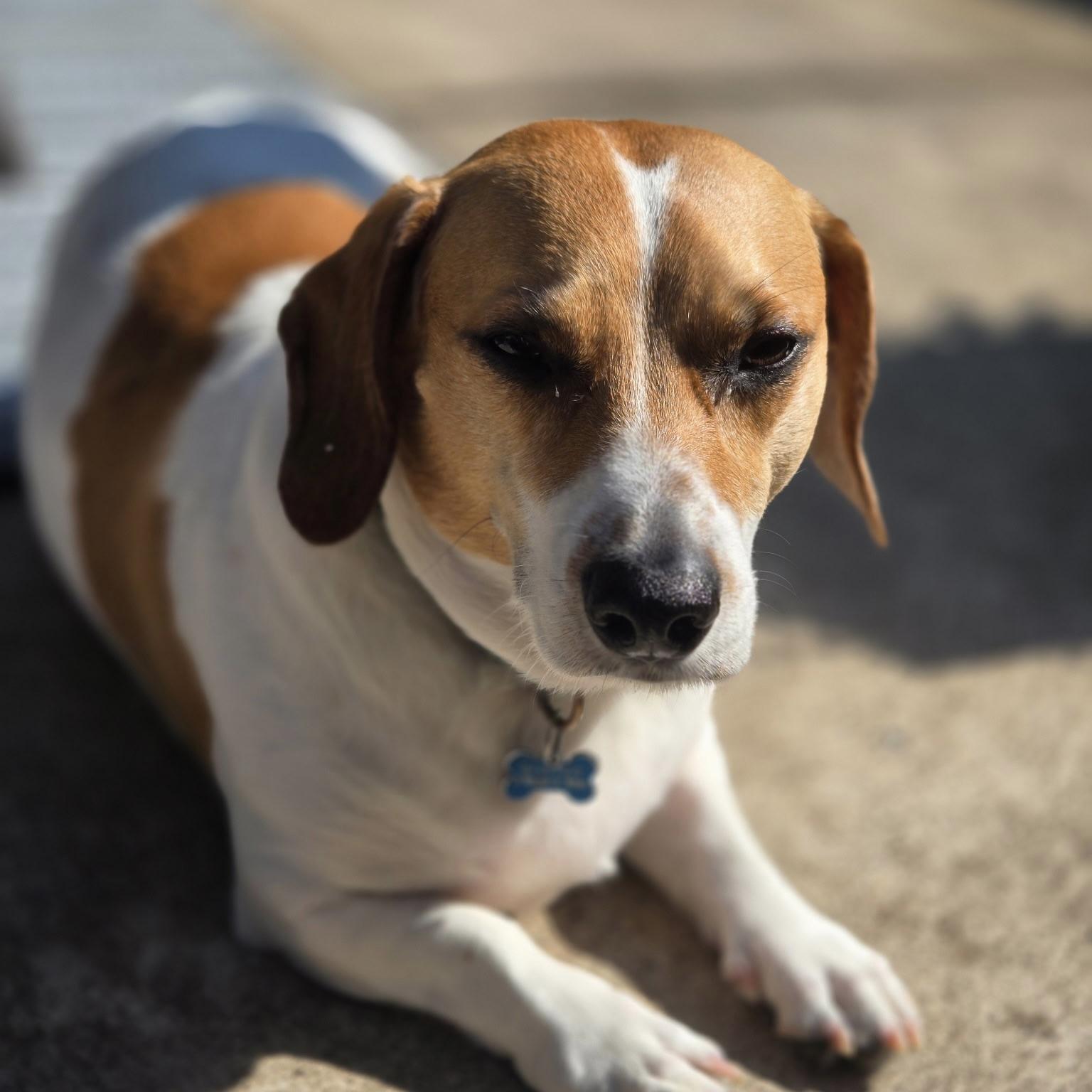 Buster Brown AKA BooBoo (20230723-02), an adoptable Dachshund, Beagle in Welland, ON, L3B 3X4 | Photo Image 6