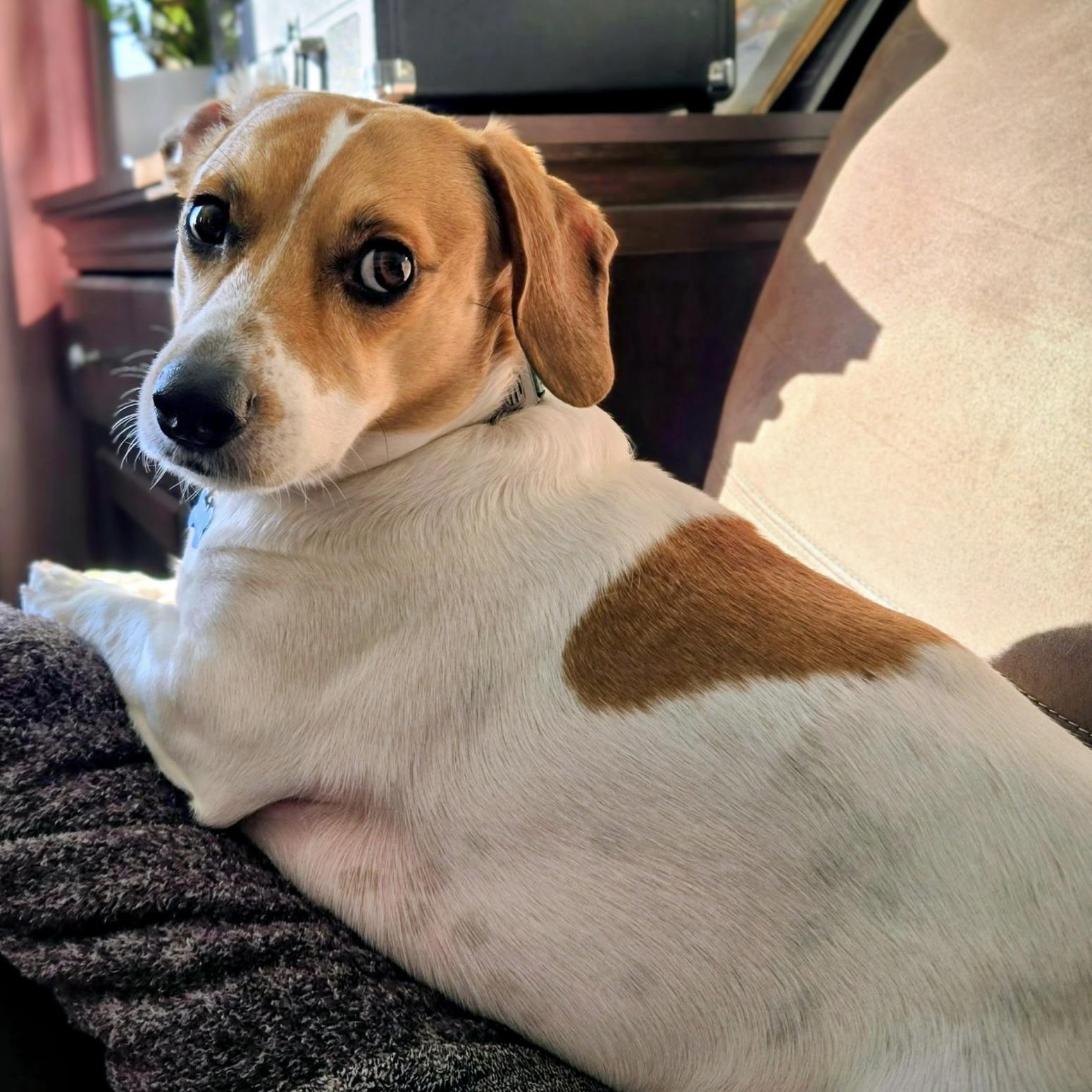 Buster Brown AKA BooBoo (20230723-02), an adoptable Dachshund, Beagle in Welland, ON, L3B 3X4 | Photo Image 1