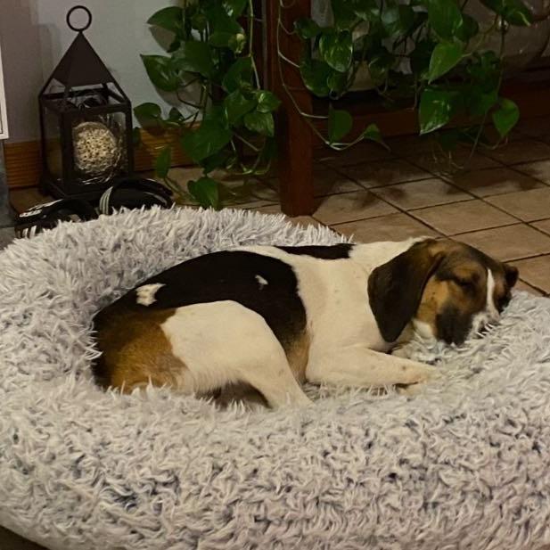 Tootie 2, Adoptable, Adult Female Beagle.