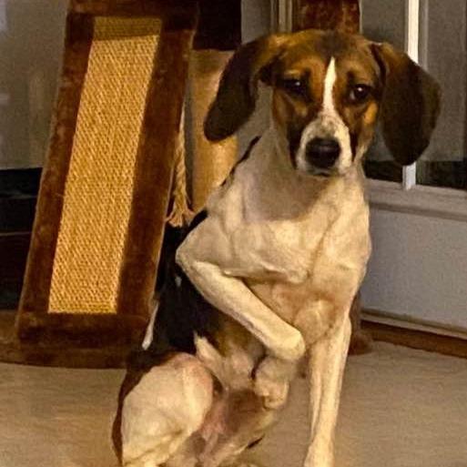 Tootie 2, a Adoptable Beagle in Winchester, VA image 2/6