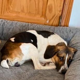 Enlarge Tootie 2, a Adoptable Beagle in Winchester, VA image 4/6