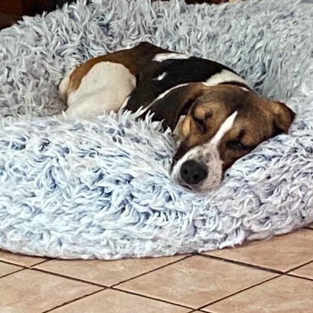 Tootie 2, a Adoptable Beagle in Winchester, VA image 5/6