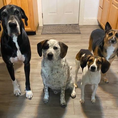 Enlarge Tootie 2, a Adoptable Beagle in Winchester, VA image 6/6