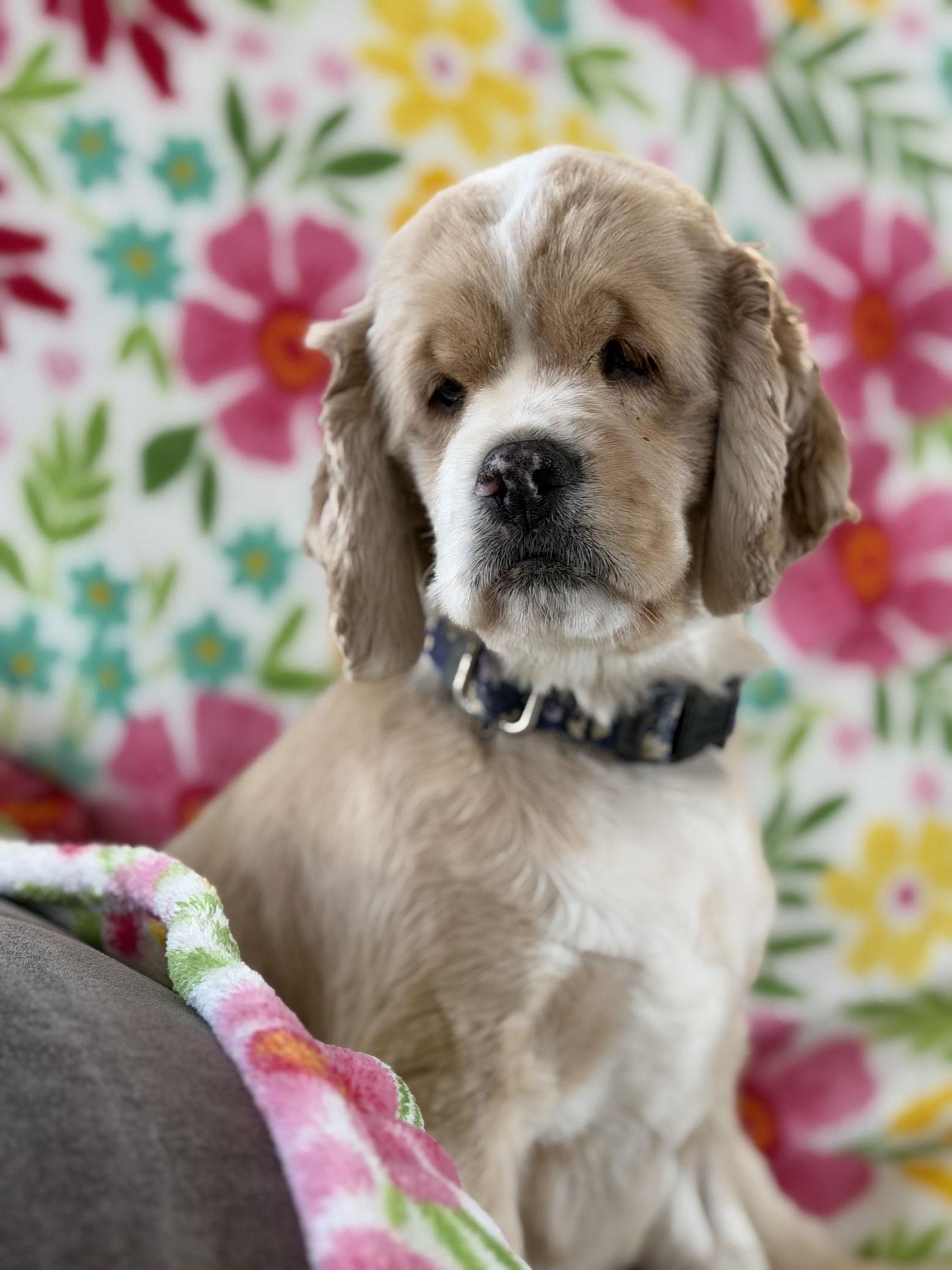 Marge, Adoptable, Young Female Cocker Spaniel.