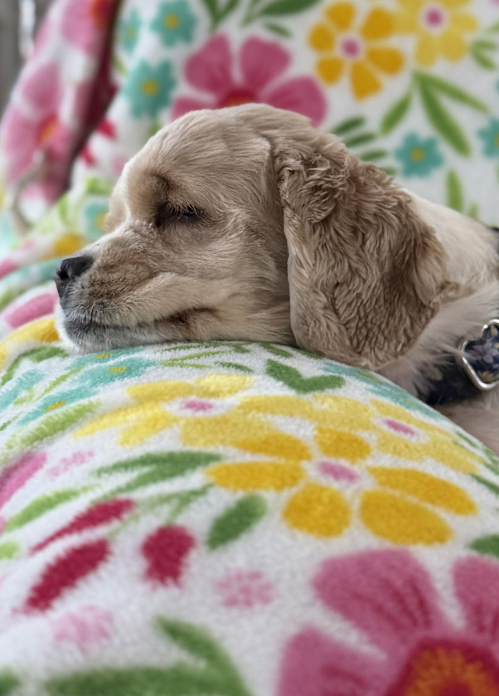 Marge, a Adoptable Cocker Spaniel in Brandon, SD image 2/2