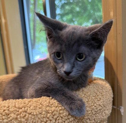 Enlarge Kite, a Adoptable Domestic Short Hair in Midland, VA image 1/1