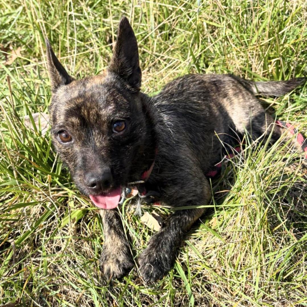 Enlarge Daisy, an adopted mixed breed in New Windsor, NY image 1/2