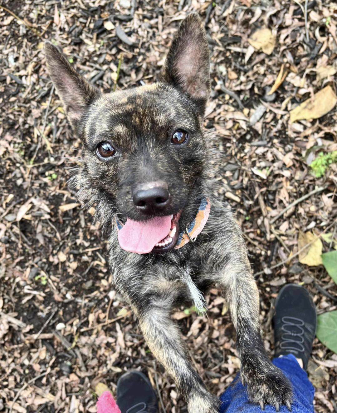 Enlarge Daisy, an adopted mixed breed in New Windsor, NY image 2/2