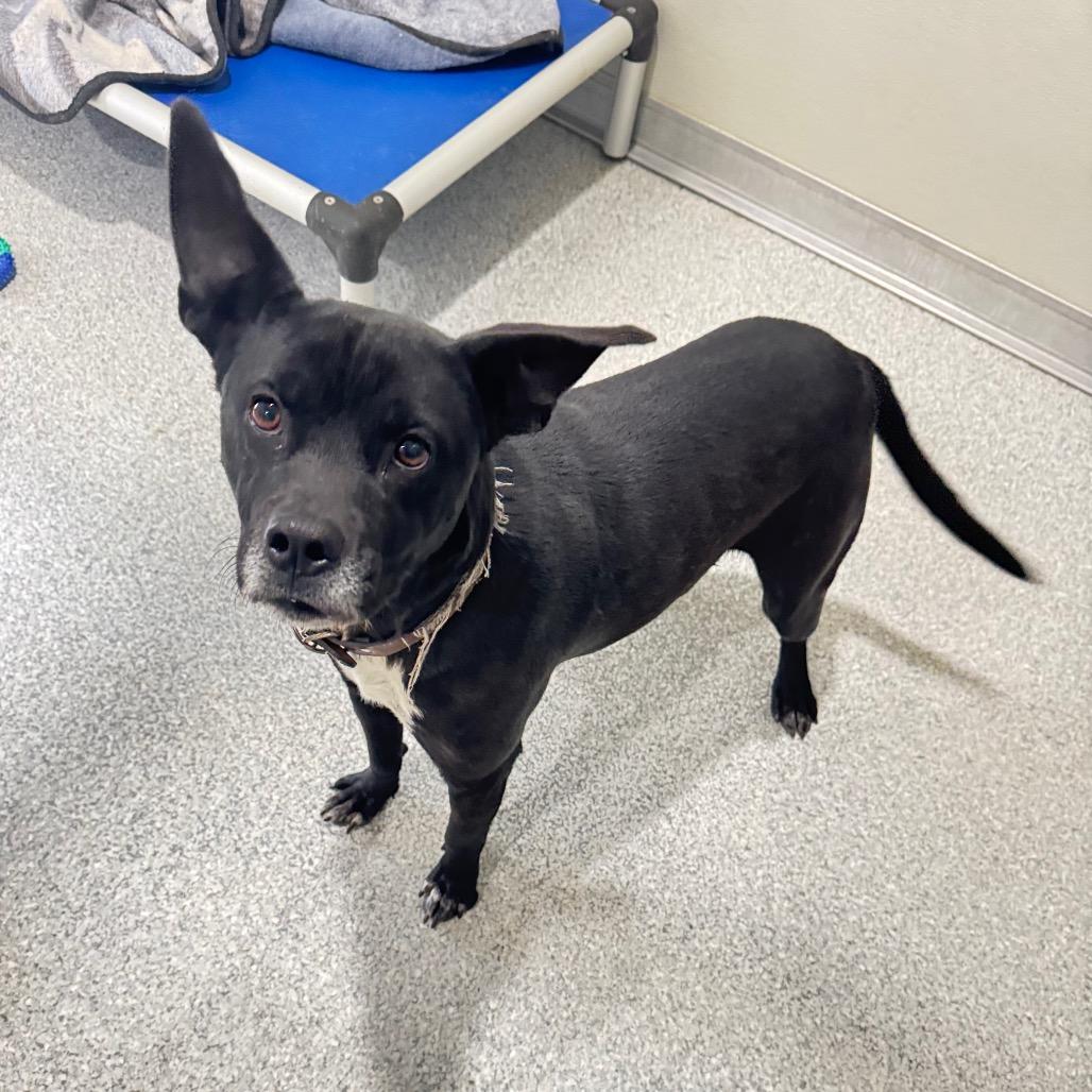 Enlarge Jemimah, a Adoptable mixed breed in Pineville, MO image 1/6