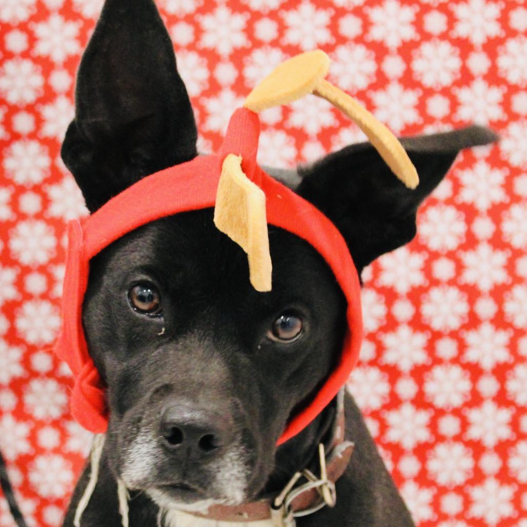 Enlarge Jemimah, a Adoptable mixed breed in Pineville, MO image 3/6