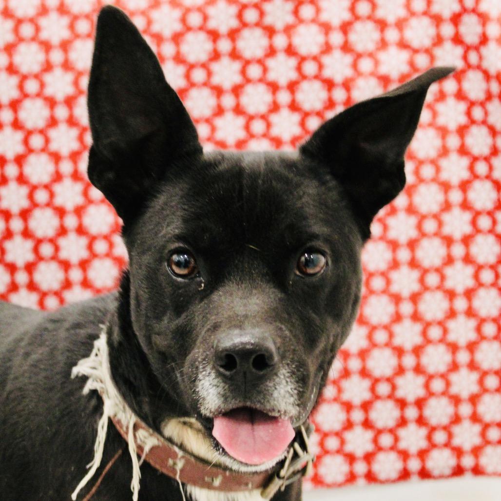 Enlarge Jemimah, a Adoptable mixed breed in Pineville, MO image 4/6