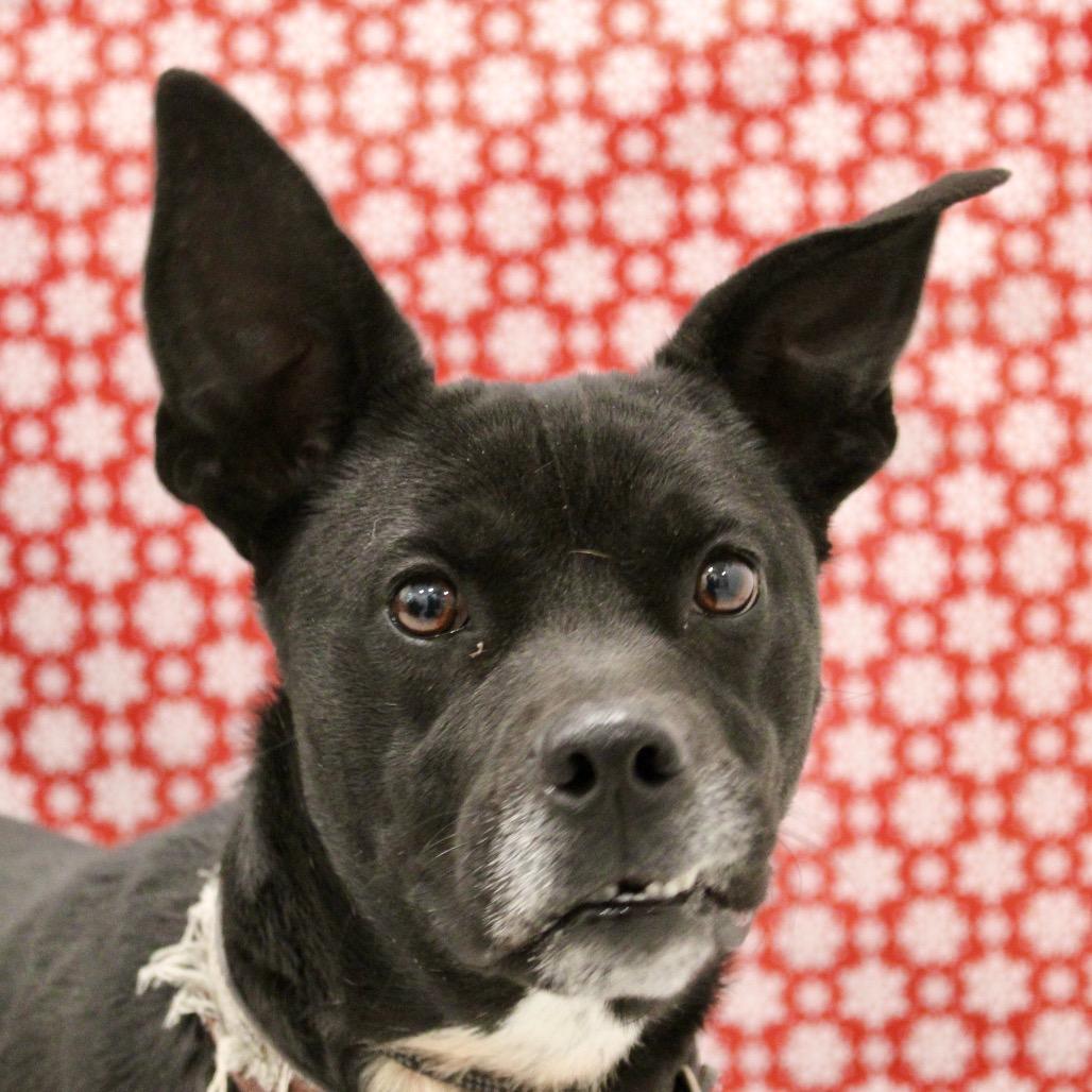 Enlarge Jemimah, a Adoptable mixed breed in Pineville, MO image 6/6