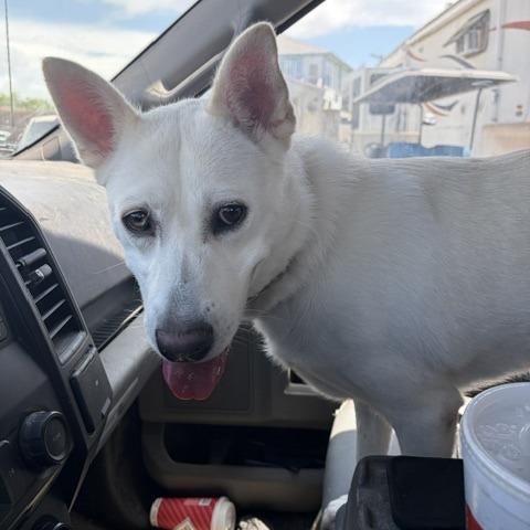 Pearl, Adoptable, Young Female Shepherd.