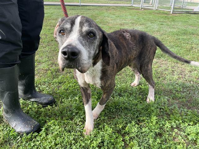 NEMO, Adoptable, Adult Male Beagle & Mixed Breed.