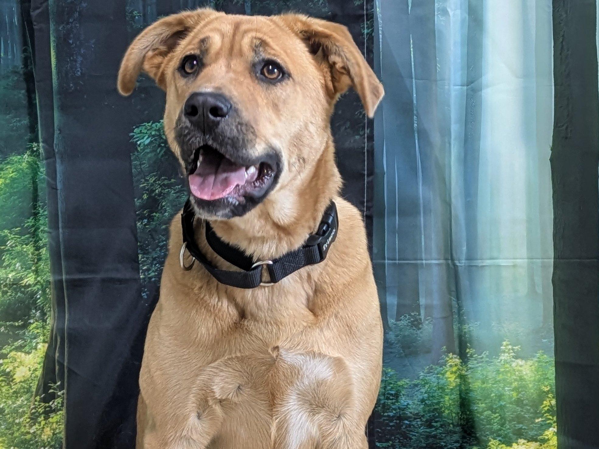 Enlarge Harper, a Adoptable mixed breed in North Bend, WA image 3/6