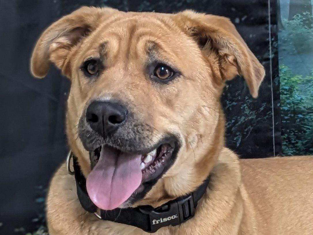 Enlarge Harper, a Adoptable mixed breed in North Bend, WA image 4/6