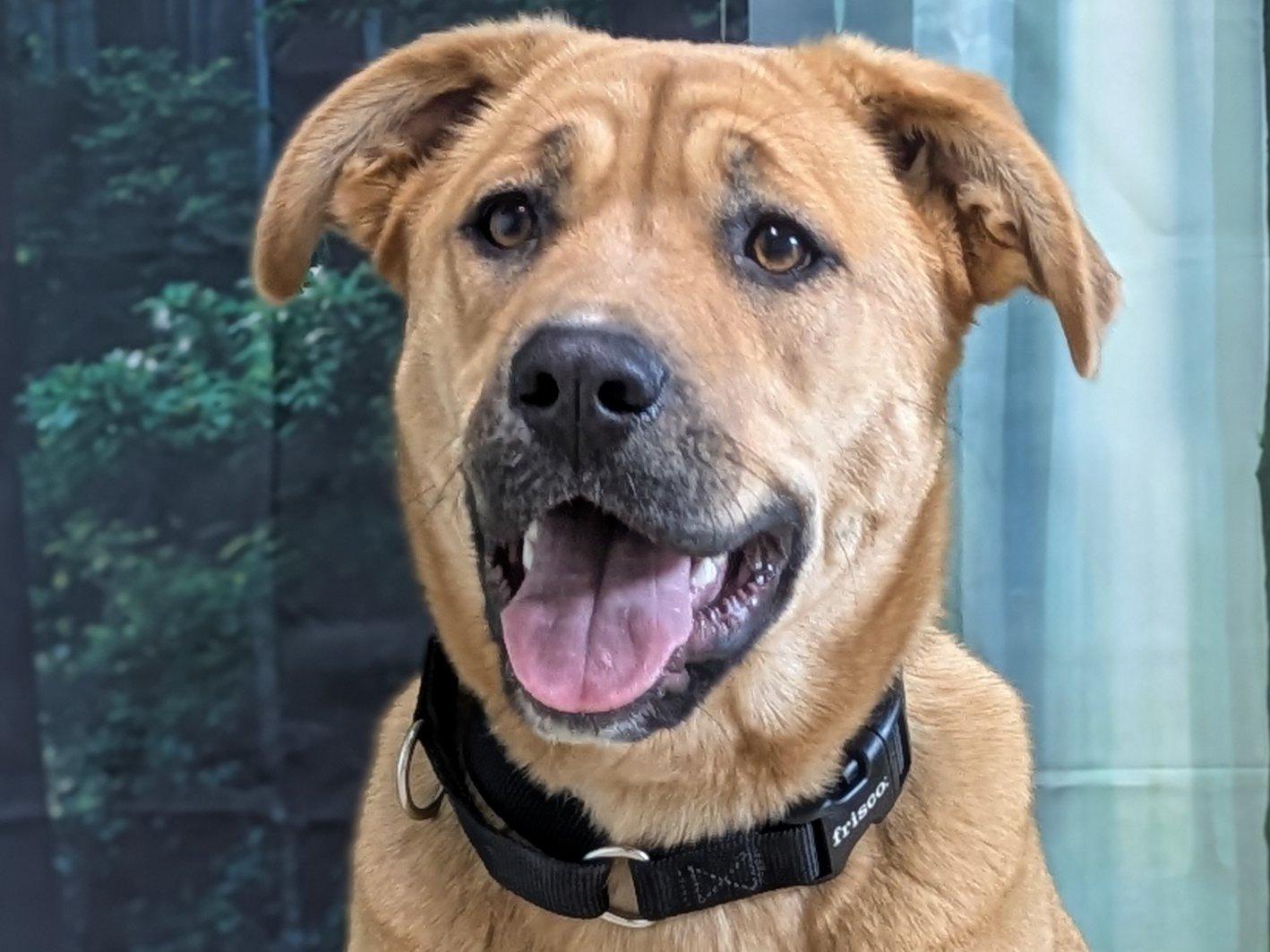 Harper, Adoptable, Young Female Labrador Retriever & Husky.