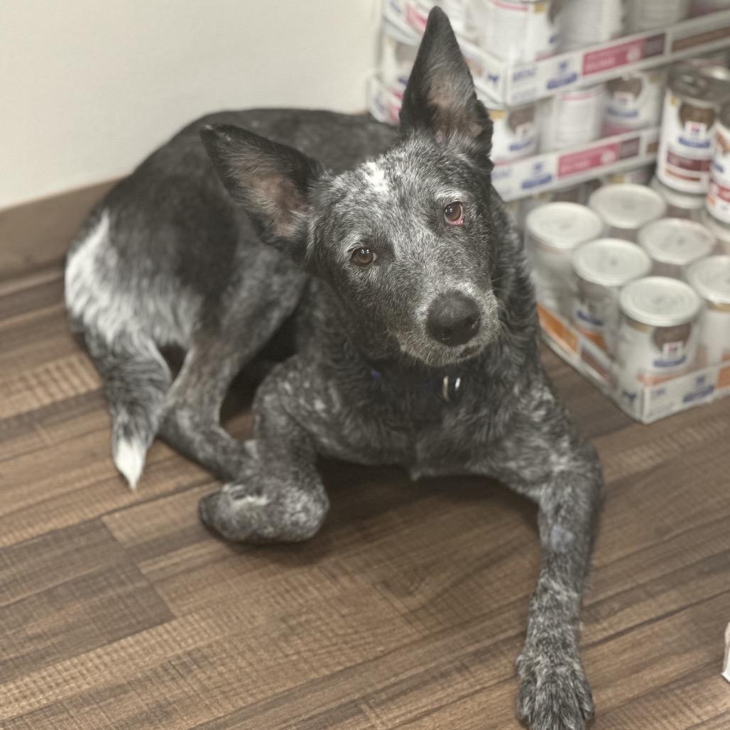 Enlarge Gypsy, a Adoptable Australian Cattle Dog / Blue Heeler in Juno Beach, FL image 1/5