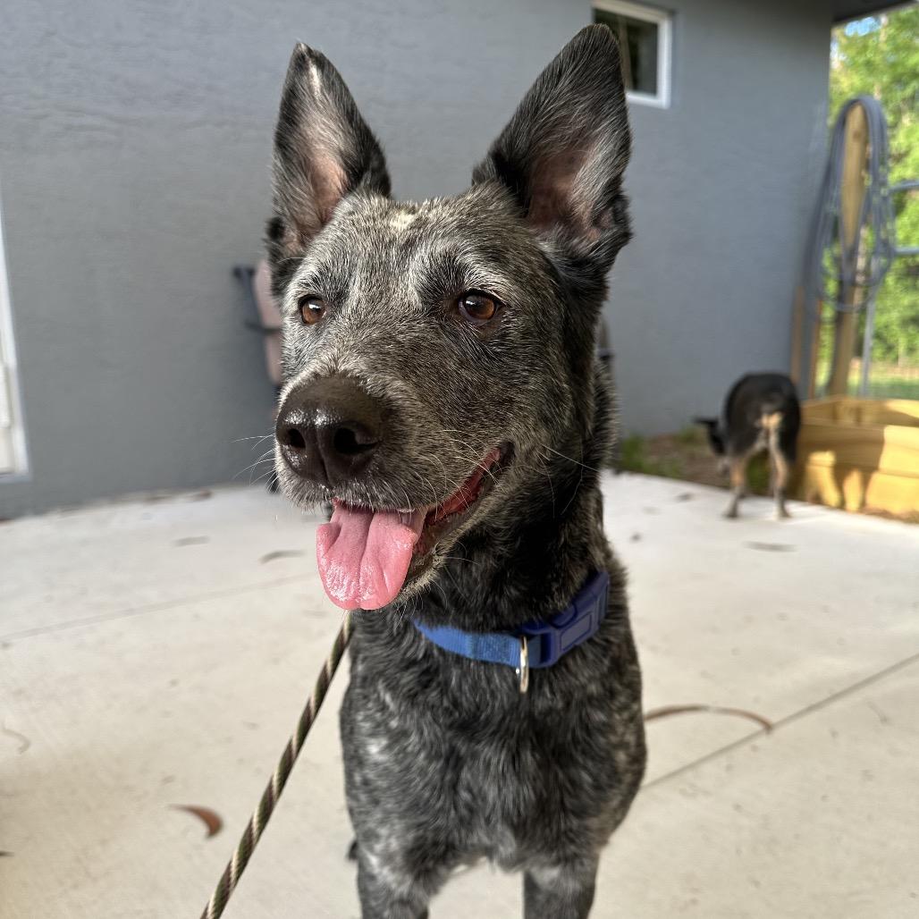 Enlarge Gypsy, a Adoptable Australian Cattle Dog / Blue Heeler in Juno Beach, FL image 2/5