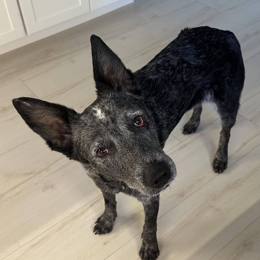 Enlarge Gypsy, a Adoptable Australian Cattle Dog / Blue Heeler in Juno Beach, FL image 3/5