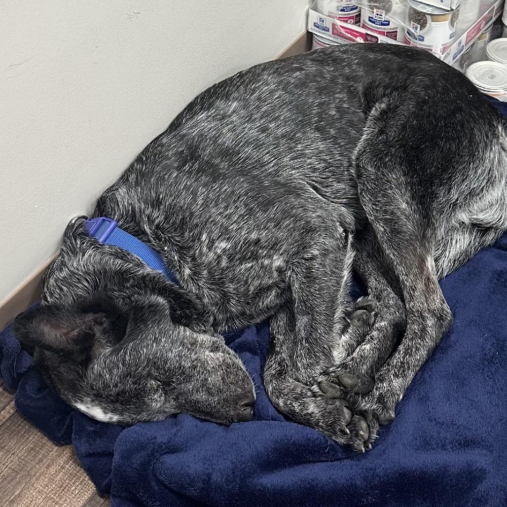 Enlarge Gypsy, a Adoptable Australian Cattle Dog / Blue Heeler in Juno Beach, FL image 4/5