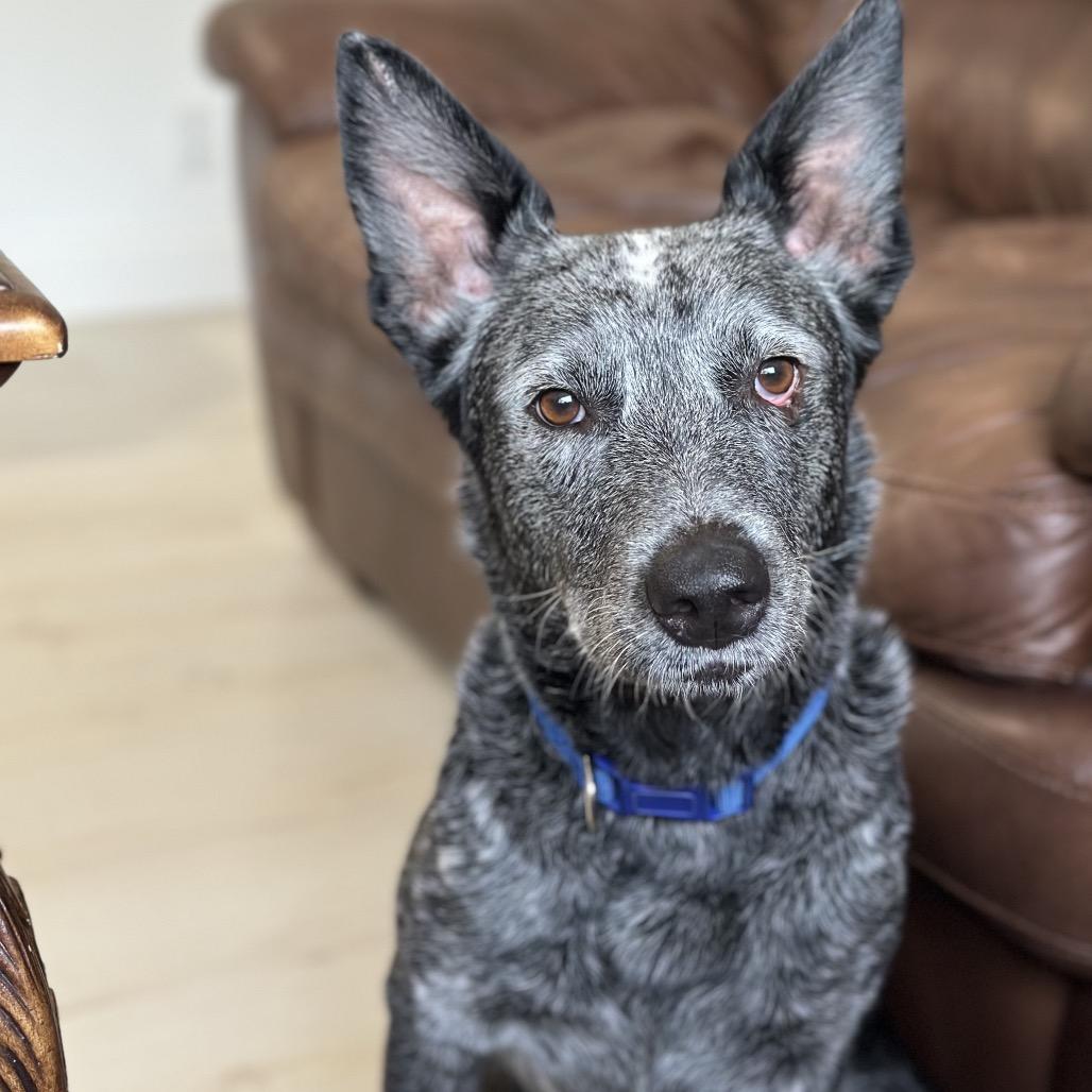 Enlarge Gypsy, a Adoptable Australian Cattle Dog / Blue Heeler in Juno Beach, FL image 5/5