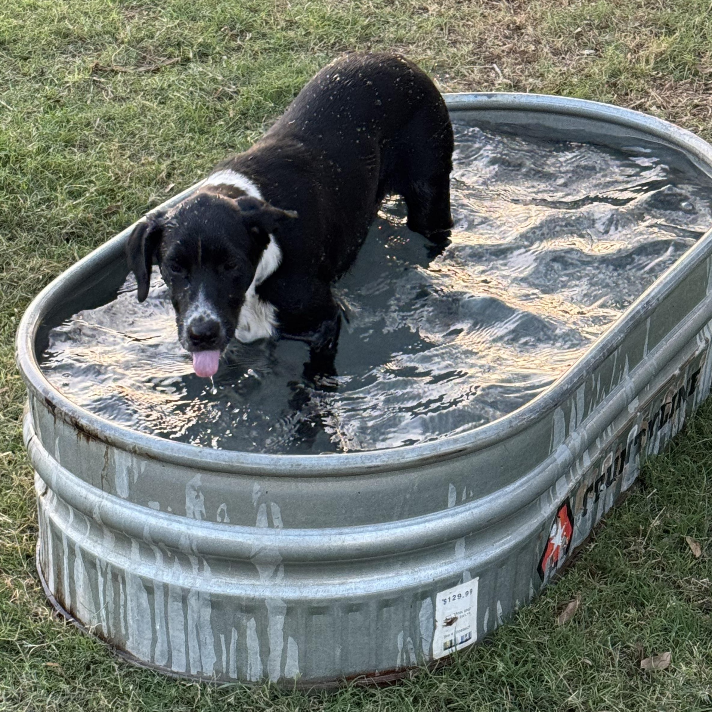 Harley — thumbnail 4